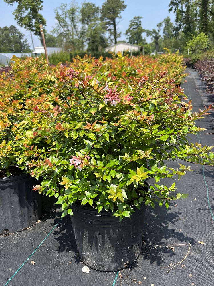 abelia-x-grandiflora-canyon-creek-glossy-abelia