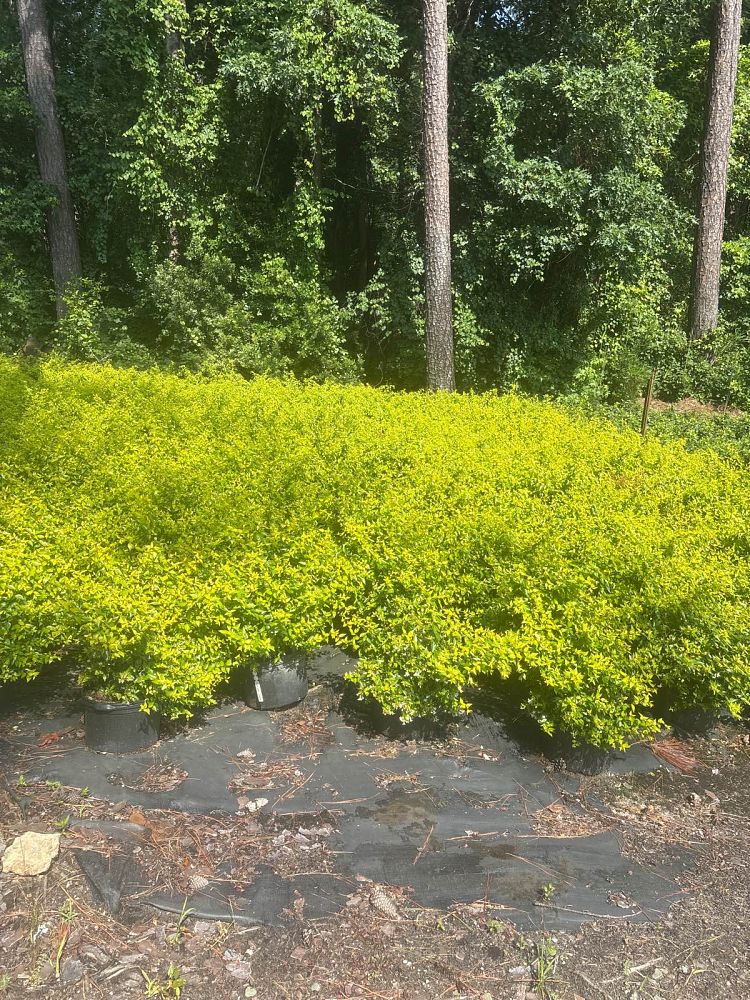 abelia-x-grandiflora-canyon-creek-glossy-abelia