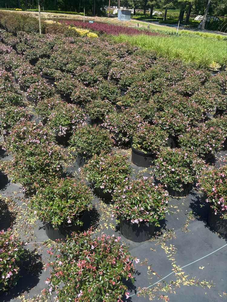 abelia-x-grandiflora-edward-goucher-glossy-abelia