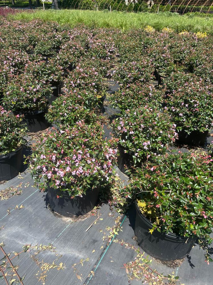 abelia-x-grandiflora-edward-goucher-glossy-abelia
