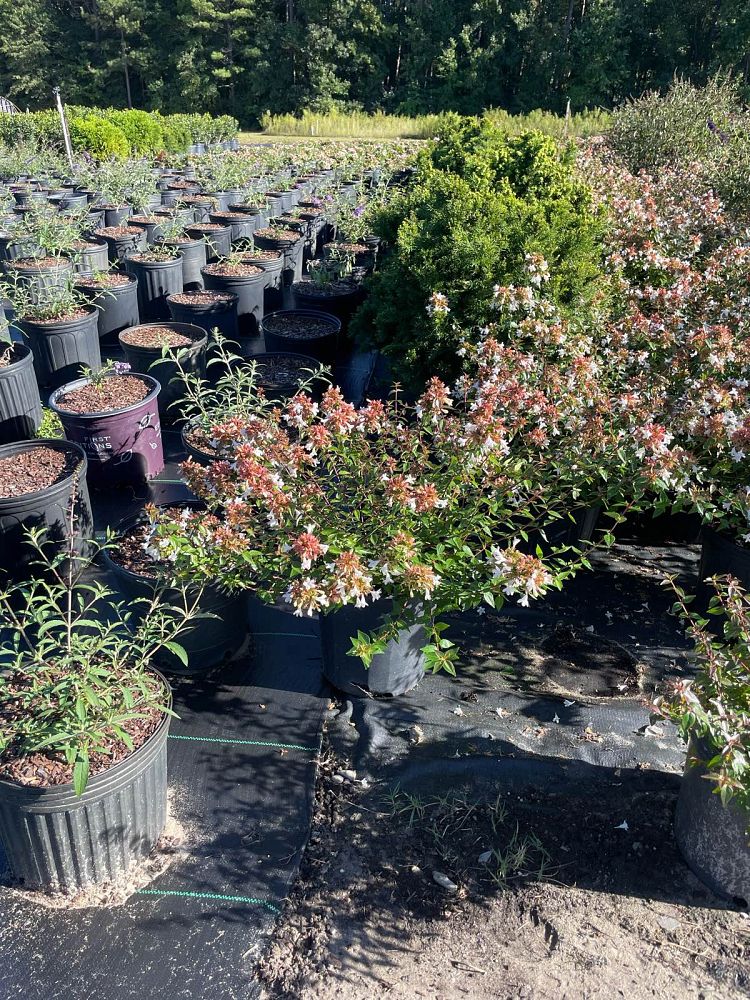 abelia-x-grandiflora-little-richard-glossy-abelia