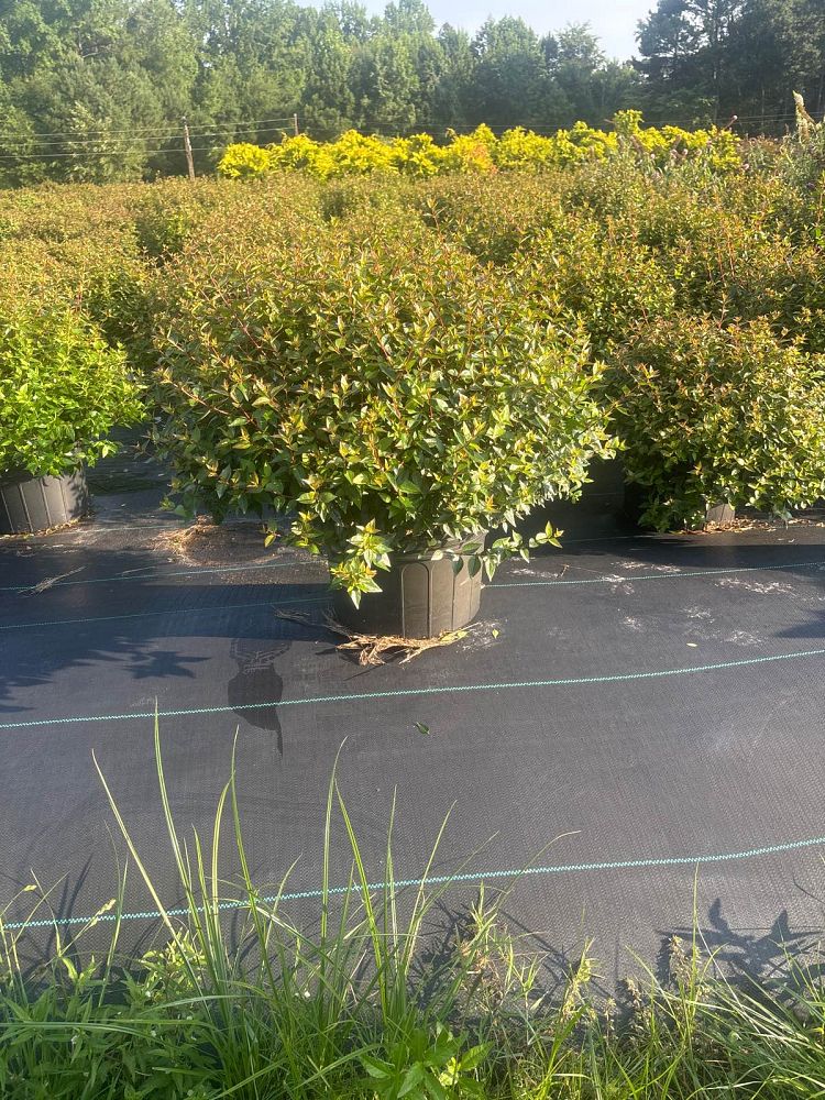 abelia-x-grandiflora-little-richard-glossy-abelia