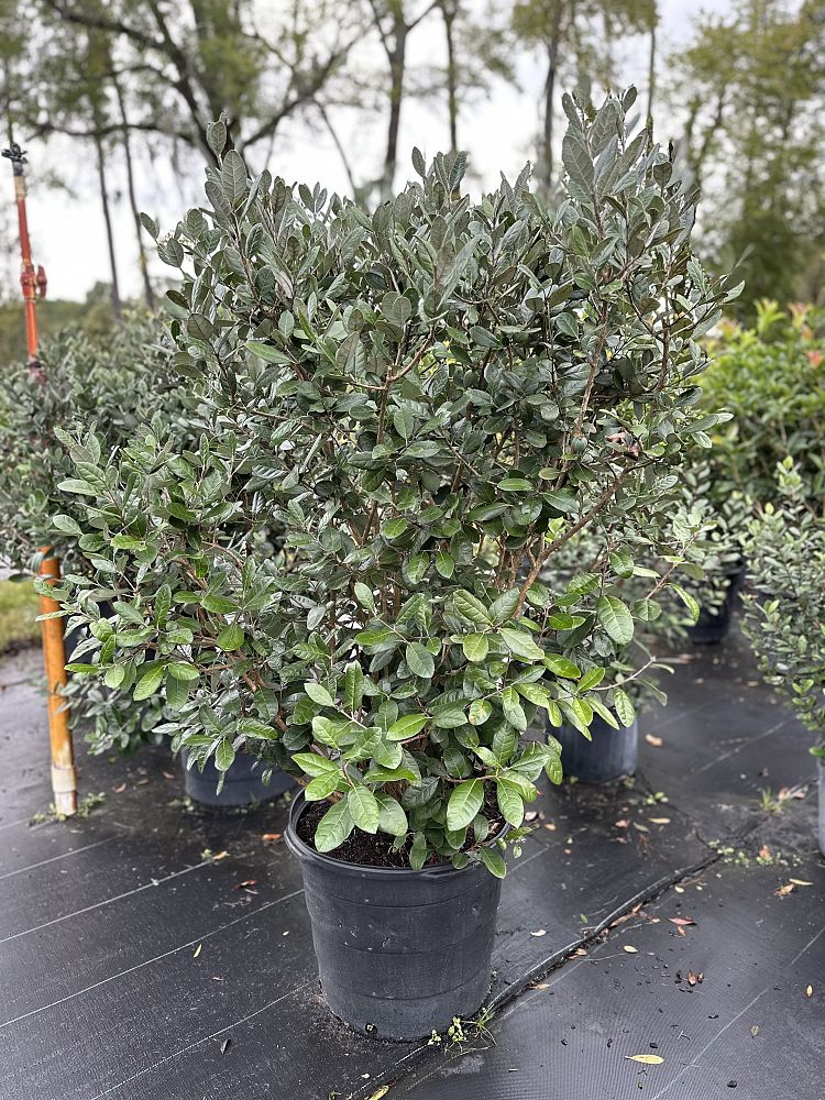 acca-sellowiana-pineapple-guava-feijoa-sellowiana