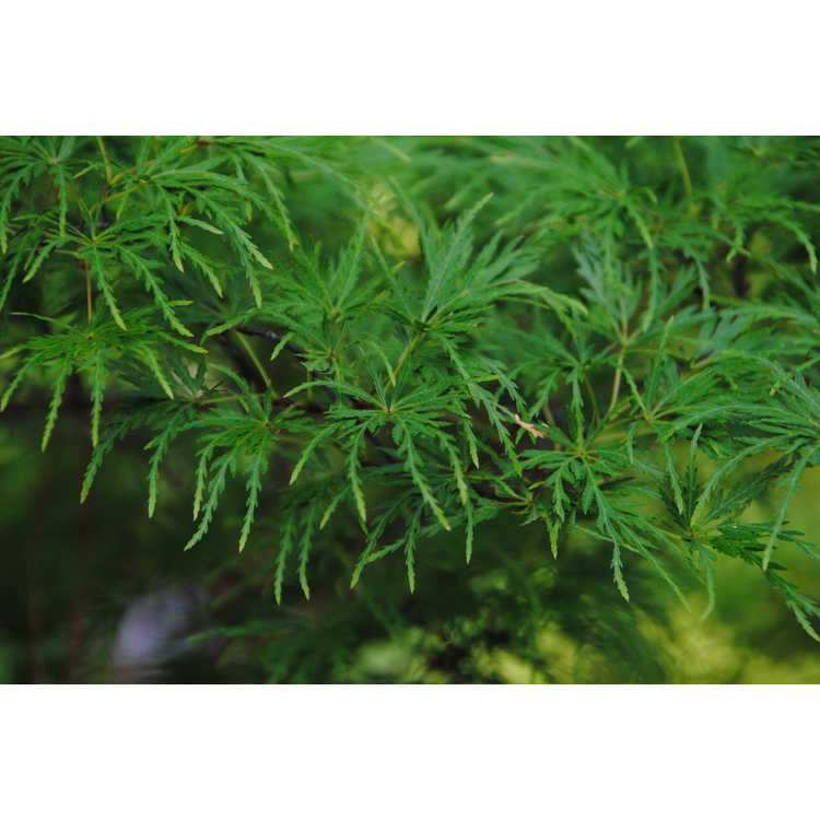acer-palmatum-seiryu-threadleaf-japanese-maple-cutleaf-japanese-maple