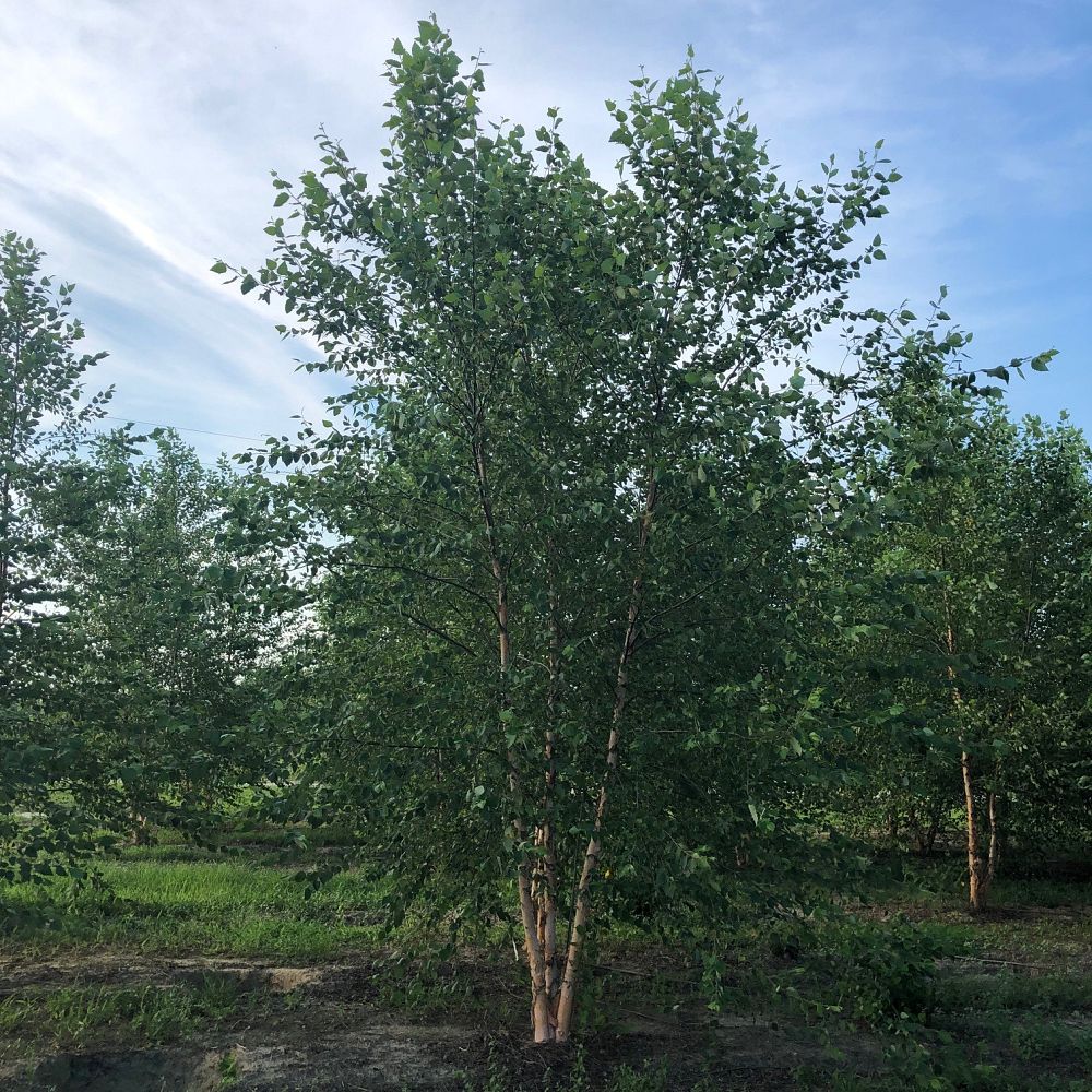 betula-nigra-heritage-riverbirch