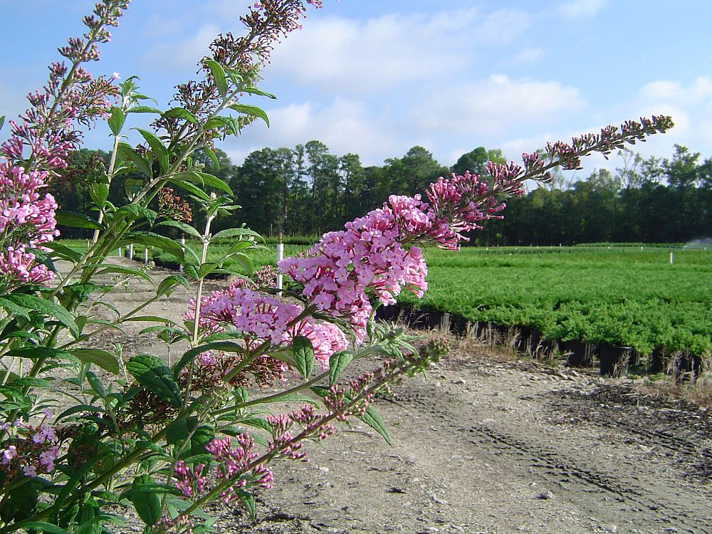 buddleia-davidii-pink-delight-butterfly-bush