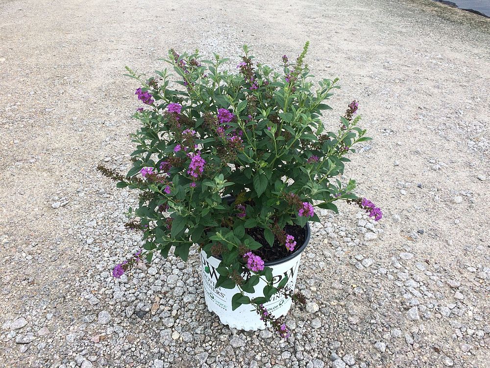 buddleia-miss-violet-miss-violet-butterfly-bush