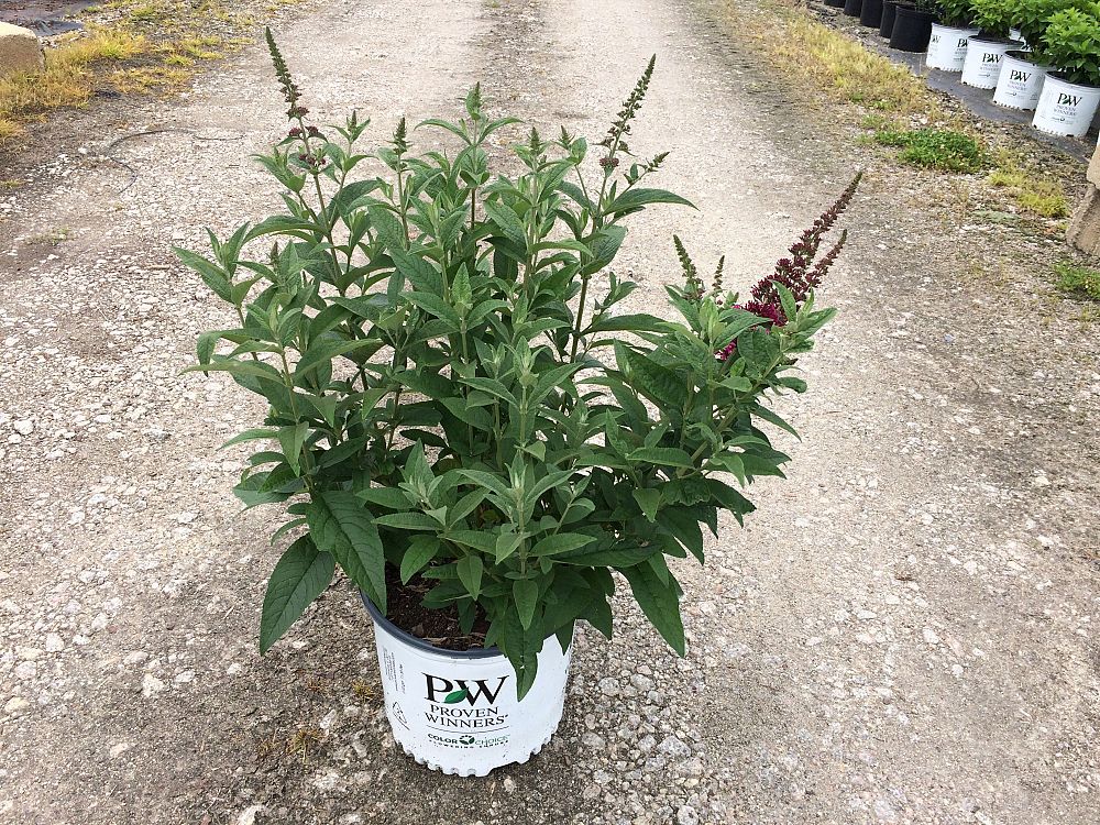 buddleia-x-miss-molly-miss-molly-butterfly-bush