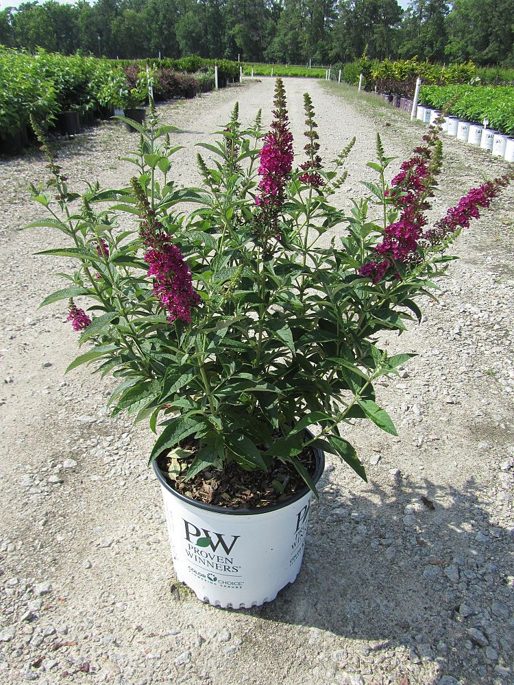 buddleia-x-miss-molly-miss-molly-butterfly-bush