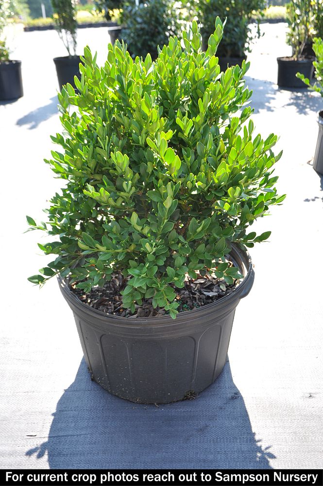 buxus-microphylla-green-velvet-littleleaf-boxwood