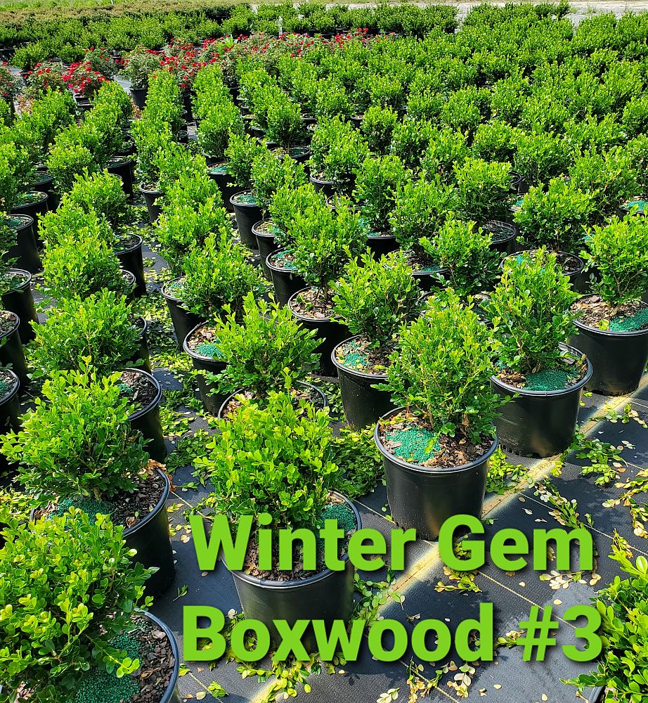 buxus-microphylla-winter-gem-littleleaf-boxwood