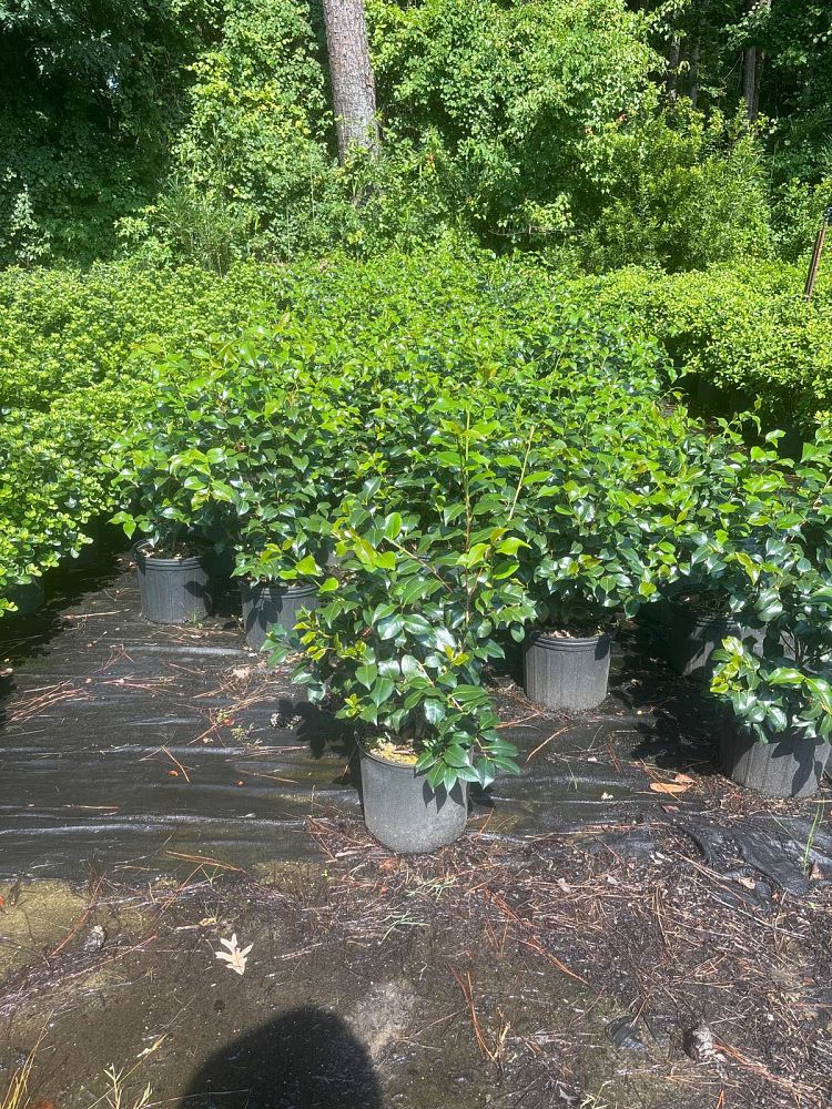 camellia-japonica-greensboro-red-japanese-camellia