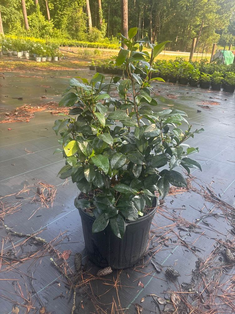 camellia-japonica-greensboro-red-japanese-camellia