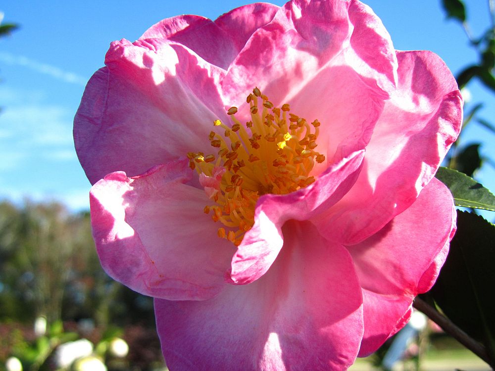 camellia-sasanqua-hana-jiman-autumn-camellia