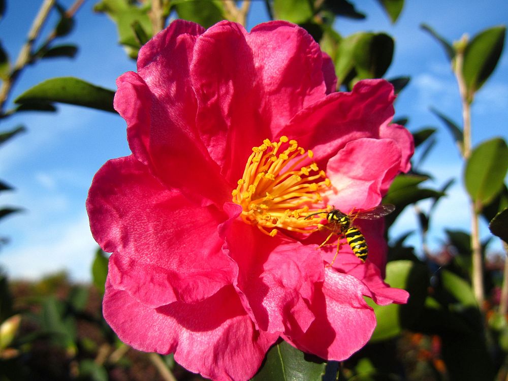 camellia-sasanqua-kanjiro-autumn-camellia