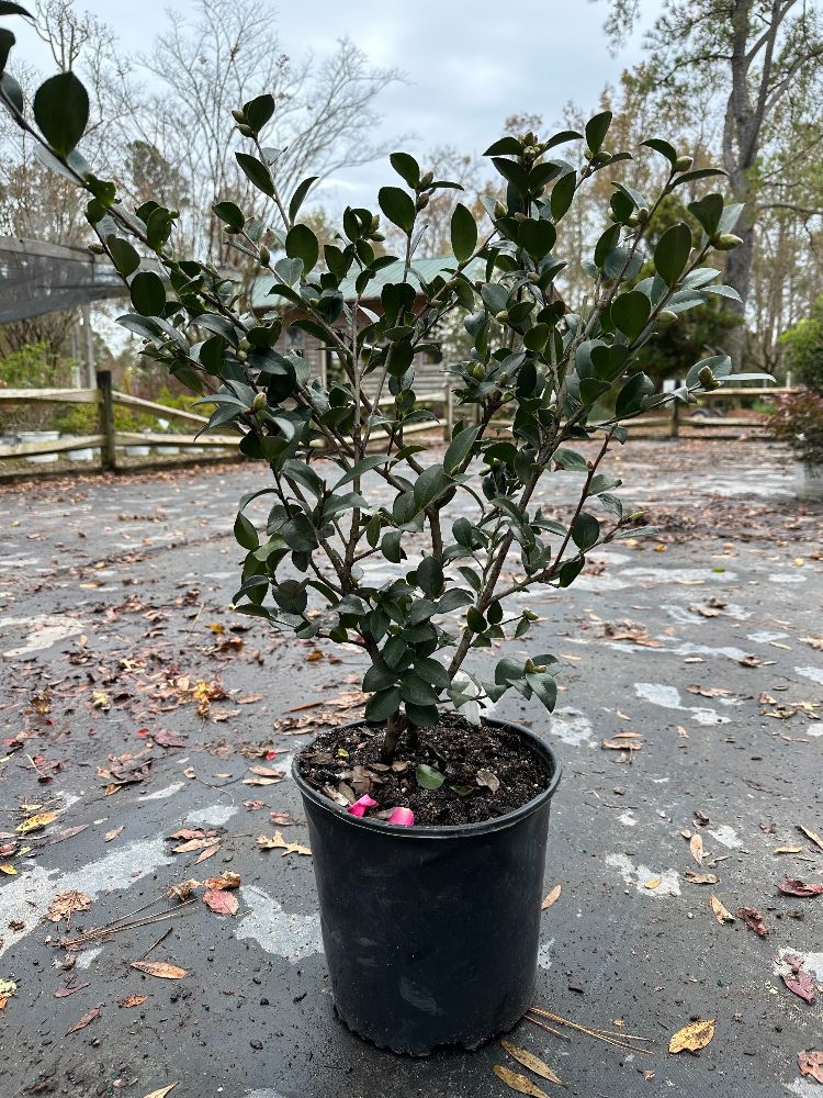 camellia-sasanqua-kanjiro-autumn-camellia