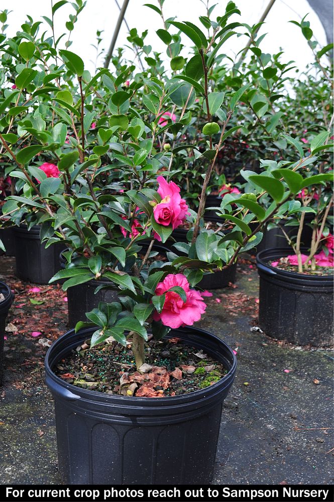 camellia-sasanqua-tdn-1111-alabama-beauty-trade-camellia