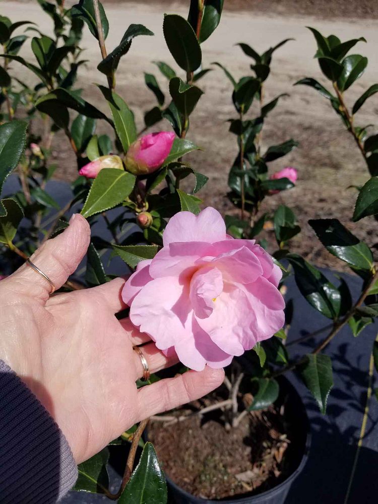 camellia-taylor-s-perfection-hybrid-camellia-williams-camellia