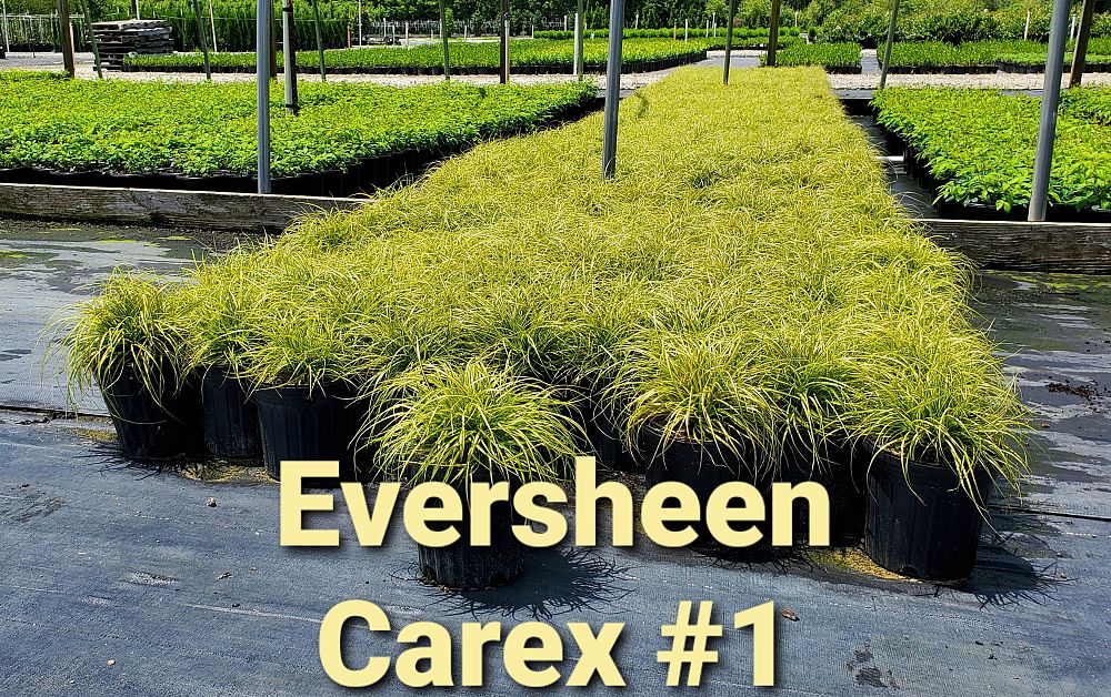 carex-oshimensis-evercolor-eversheen-japanese-sedge