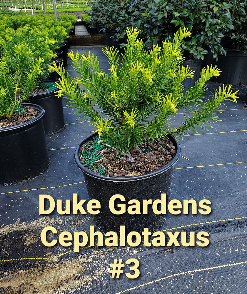 cephalotaxus-harringtonia-duke-gardens-japanese-plum-yew