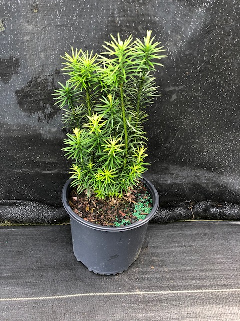 cephalotaxus-harringtonia-fastigiata-japanese-plum-yew-upright