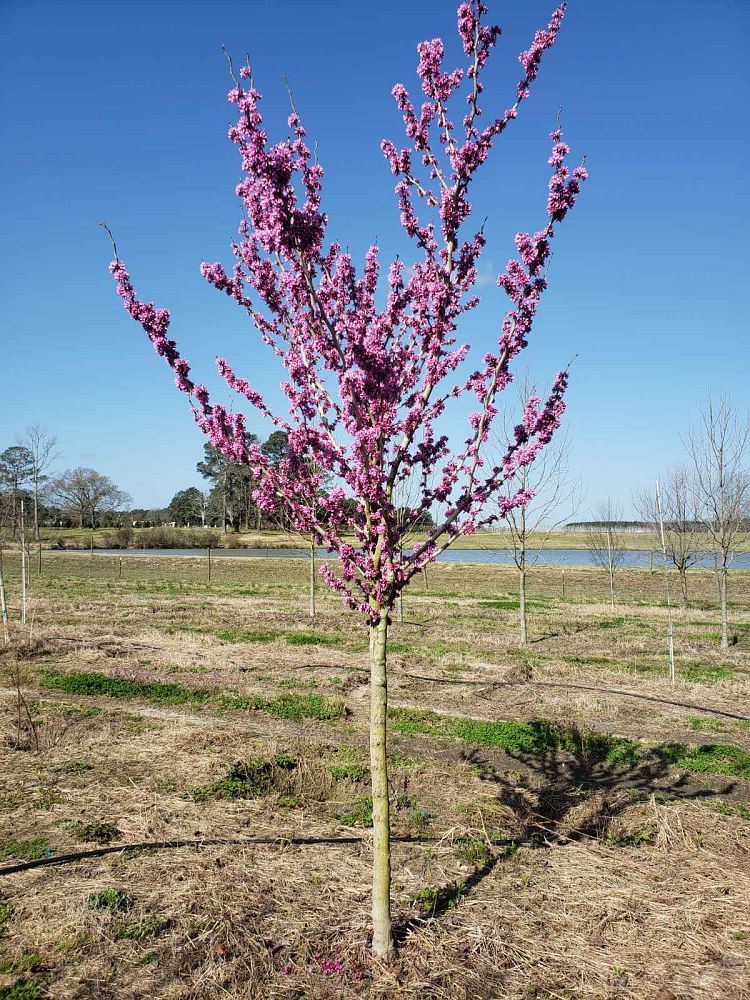 cercis-canadensis-bubble-gum-eastern-redbud
