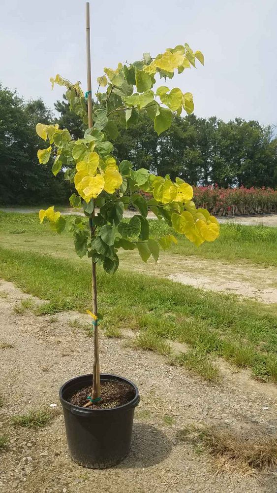 cercis-canadensis-hearts-of-gold-eastern-redbud