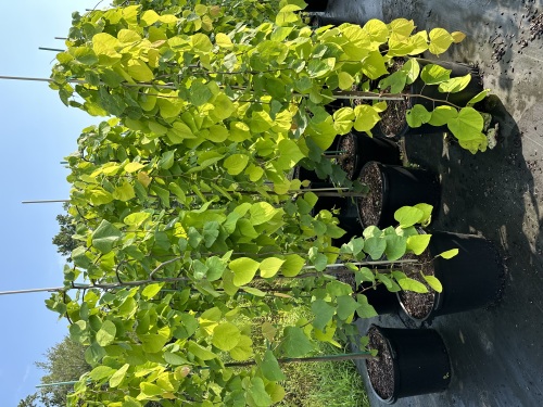 cercis-canadensis-nc2015-12-golden-falls-reg-cercis