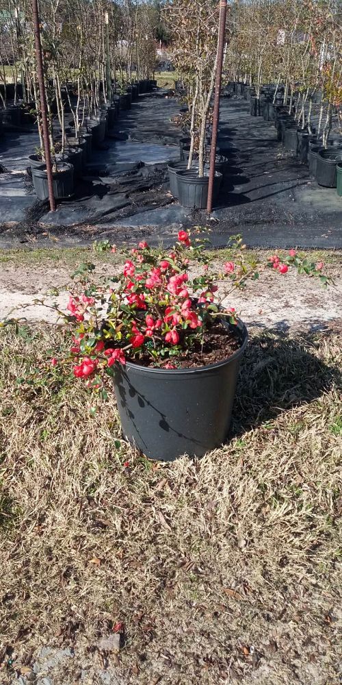 chaenomeles-speciosa-texas-scarlet-flowering-quince