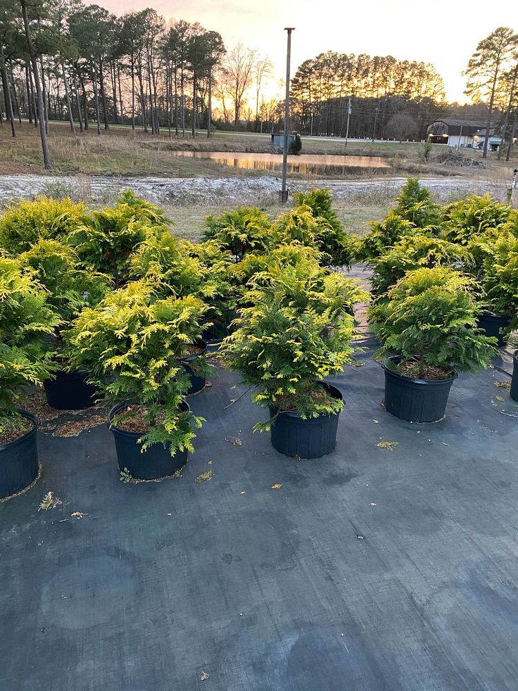 chamaecyparis-obtusa-crippsii-golden-hinoki-false-cypress