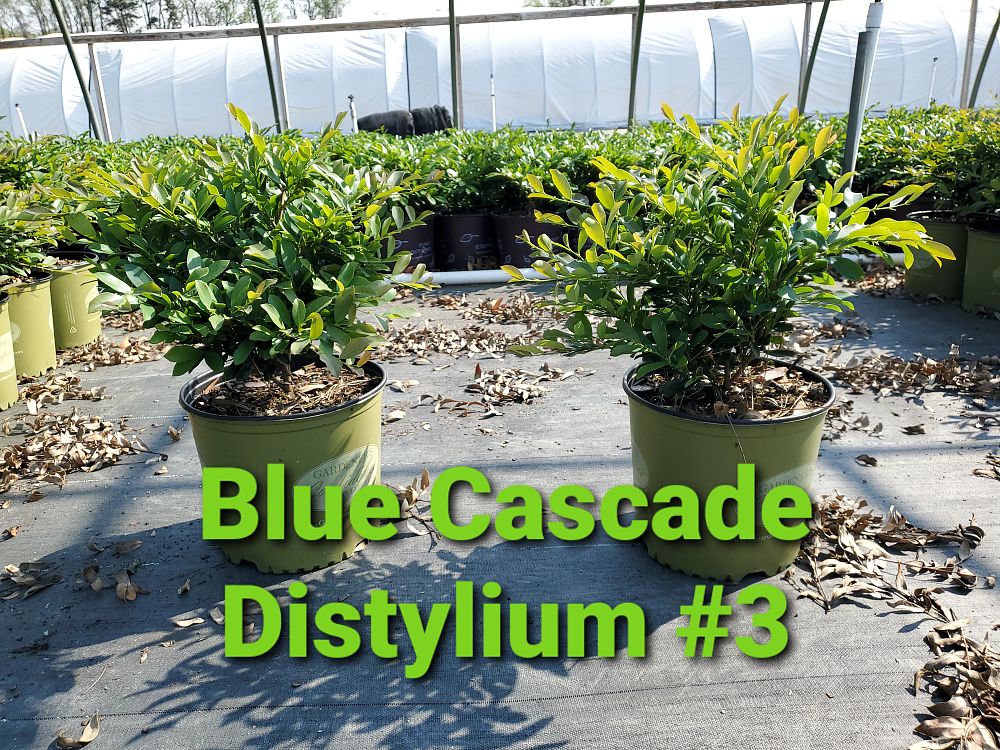 distylium-piidist-ii-distylium-blue-cascade