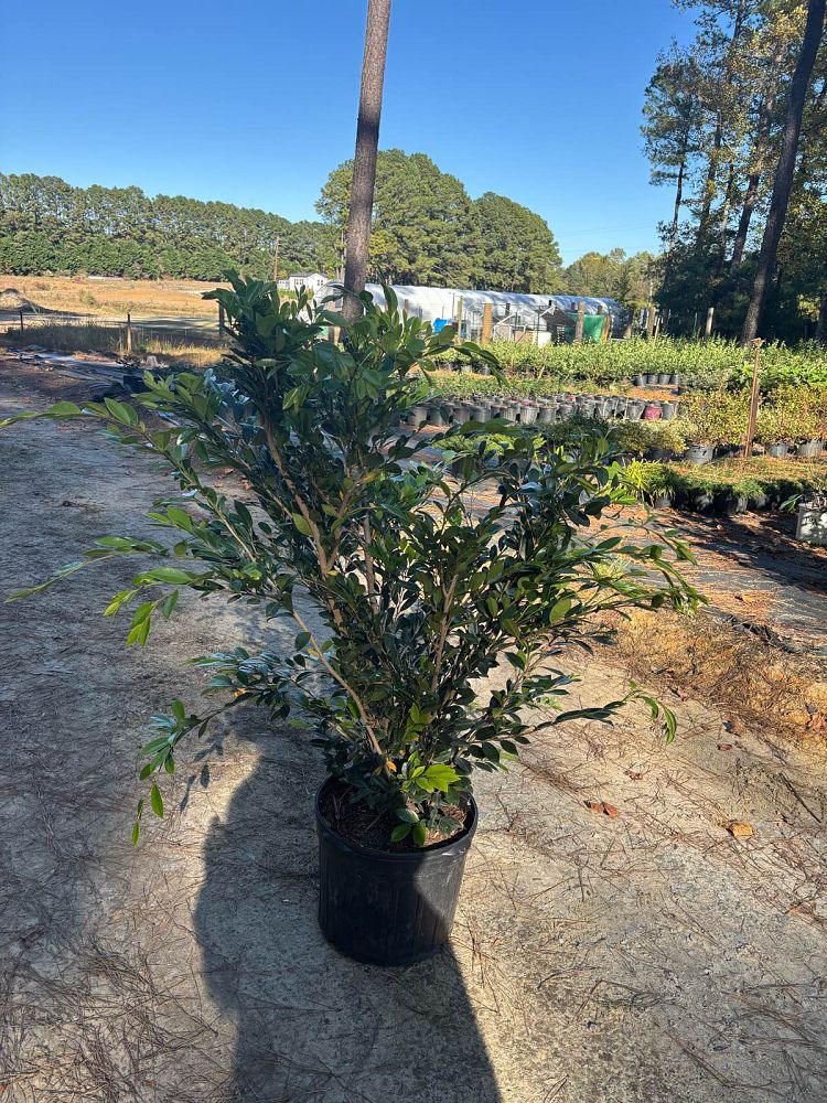 distylium-piidist-iv-linebacker-trade-distylium