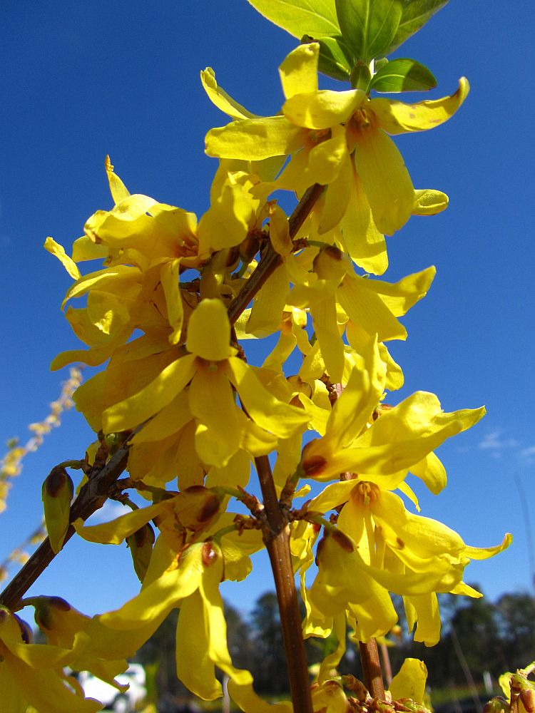 forsythia-x-intermedia-lynwood-gold-border-forsythia-spectabilis-golden-bells