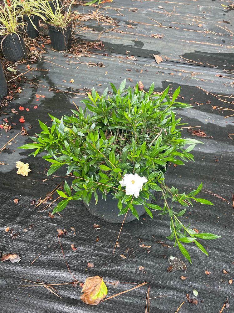 gardenia-jasminoides-radicans-cape-jasmine-gandharaj-gardenia-augusta