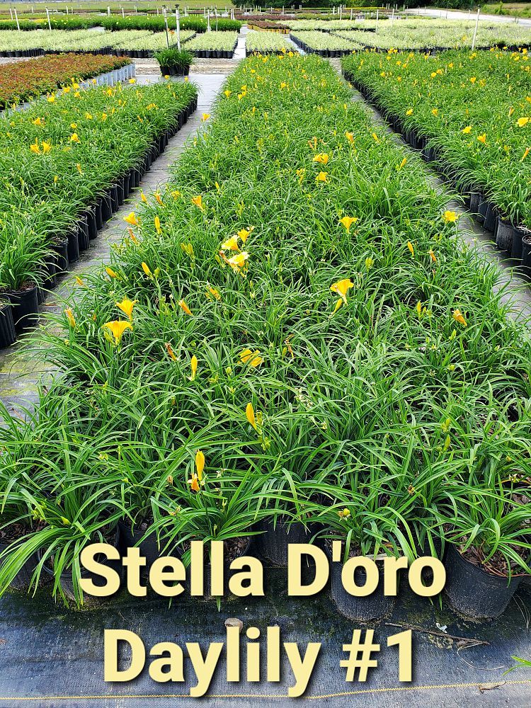 hemerocallis-stella-de-oro-daylily-stella-daylily