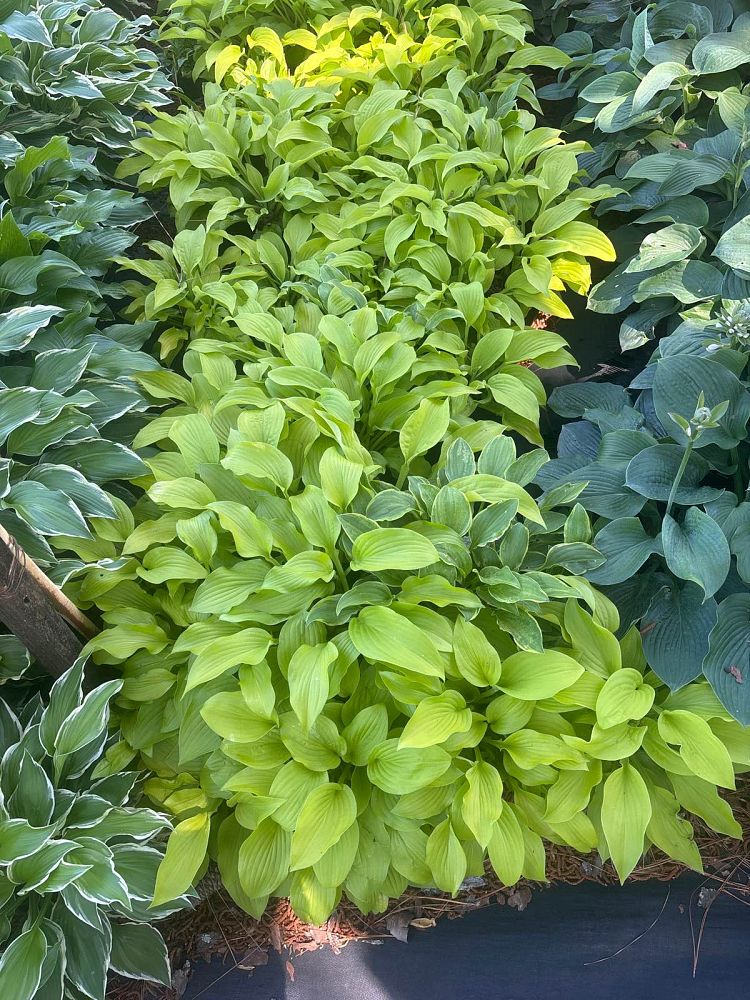 hosta-august-moon-plantain-lily