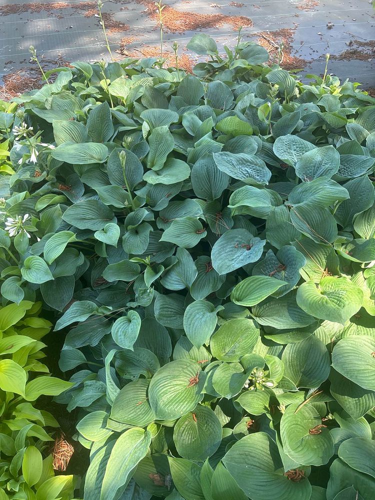 hosta-blue-angel-plantain-lily