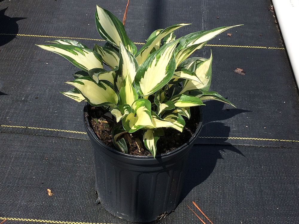 hosta-fire-and-ice-plantain-lily