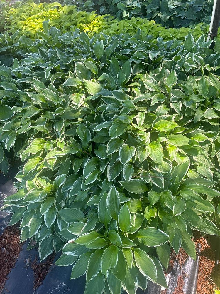 hosta-fortunei-albomarginata-plantain-lily