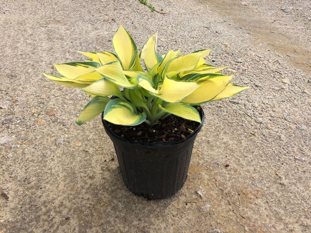 hosta-june-plantain-lily