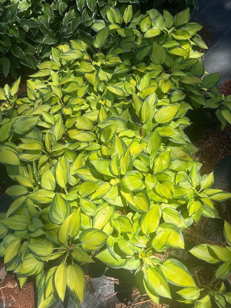 hosta-june-plantain-lily