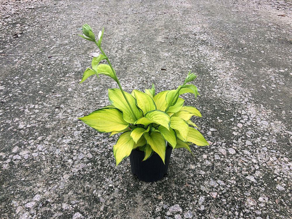 hosta-stained-glass-plantain-lily