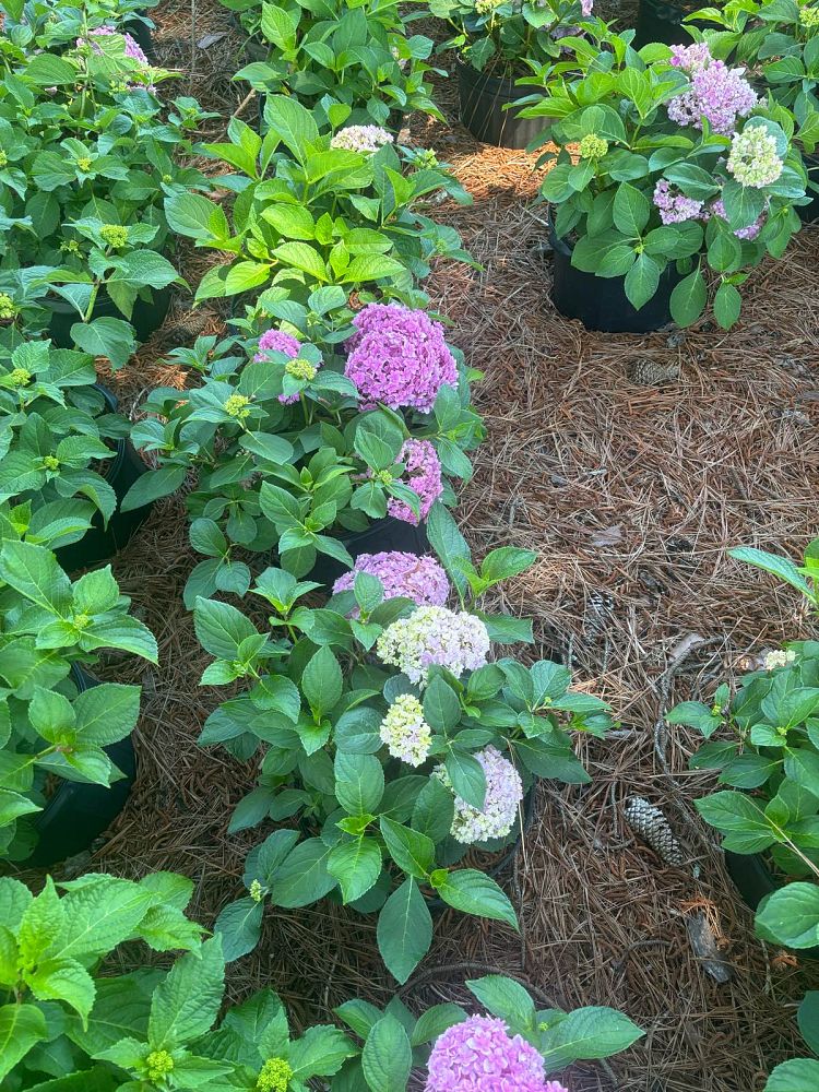 hydrangea-macrophylla-hydrsrpdow-double-down-reg-hydrangea