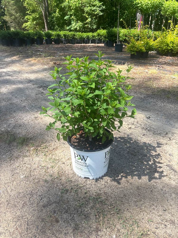 hydrangea-paniculata-ilvobo-bobo-reg-hardy-hydrangea