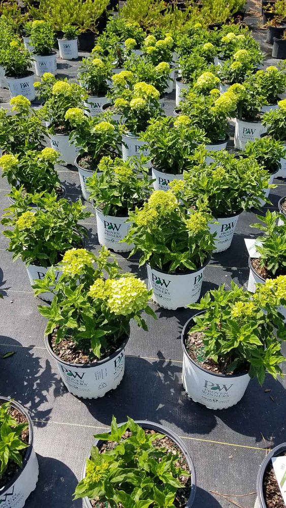 hydrangea-paniculata-jane-little-lime-reg-hardy-hydrangea