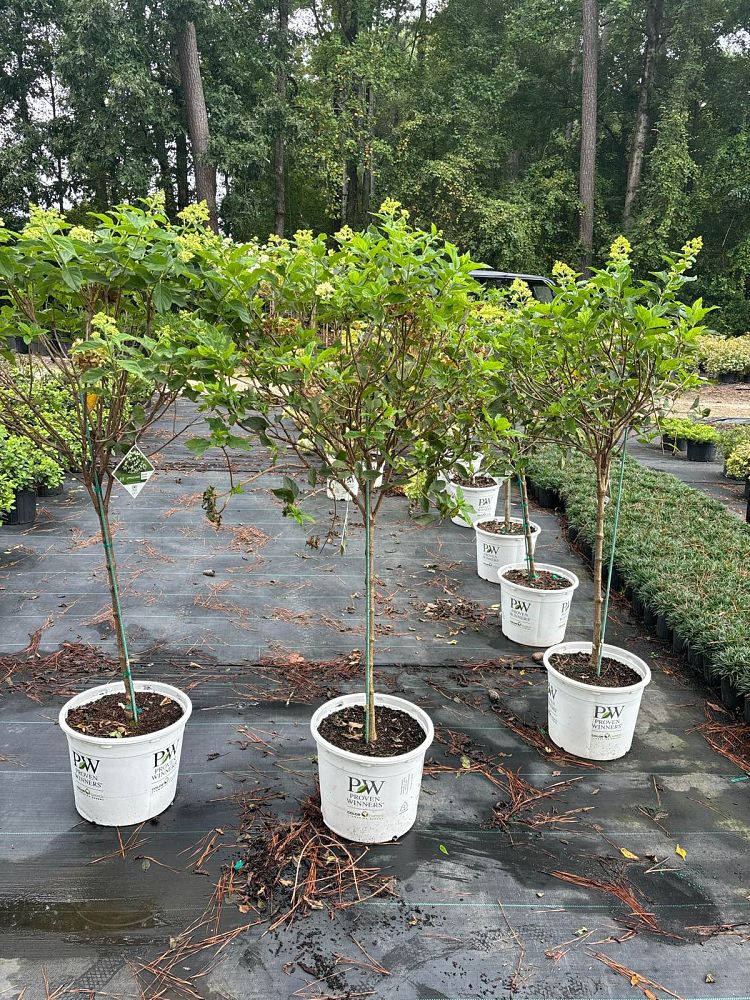 hydrangea-paniculata-jane-little-lime-reg-hardy-hydrangea