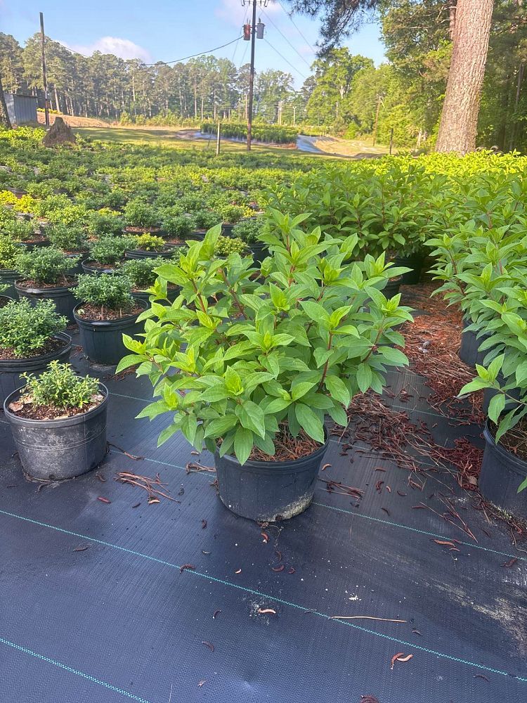 hydrangea-paniculata-pan1782hydr-hydrangea-sweet-starlight