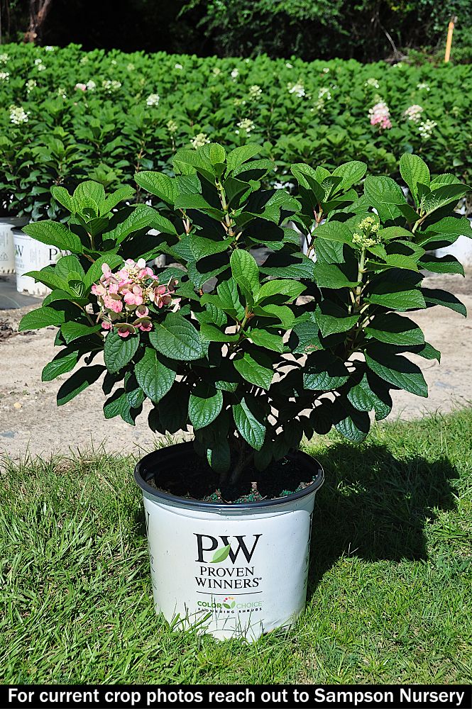 hydrangea-paniculata-smhplqf-little-quick-fire-reg-hardy-hydrangea