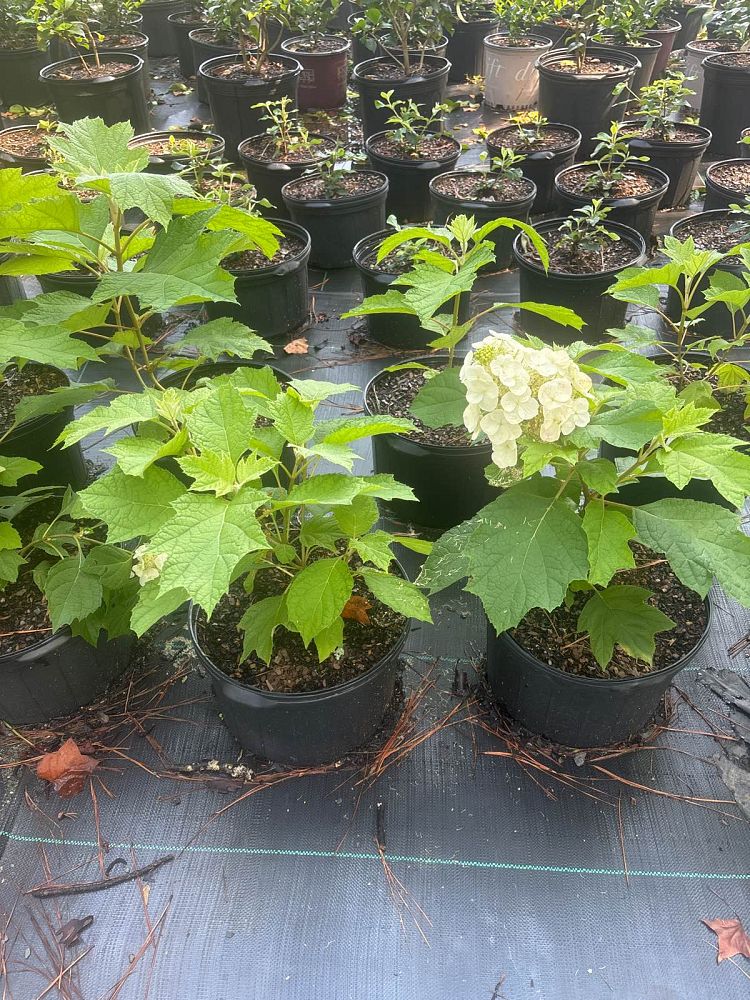 hydrangea-quercifolia-autumn-reprise-oakleaf-hydrangea-autumn-reprise