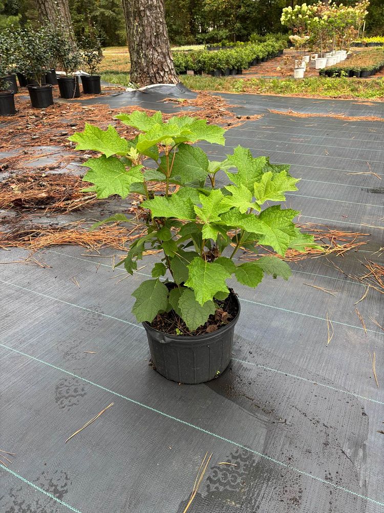 hydrangea-quercifolia-autumn-reprise-oakleaf-hydrangea-autumn-reprise